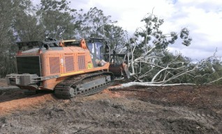 Mulching Gum Trees 1
