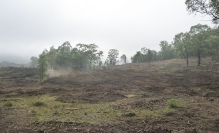 Paddock Clearing 1
