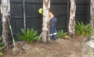 Palm tree transplants 1