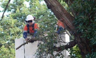 Power line clearing 1