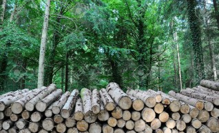 Timber Stacking 1
