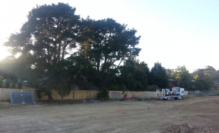 Tree Chipping 1