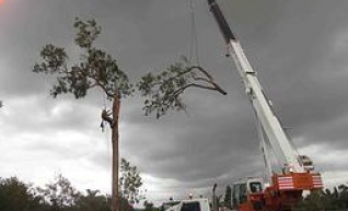 Tree Maintenance & Removal 1