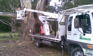 Tree removals and pruning 1