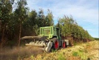 Vegetation Mulching 1