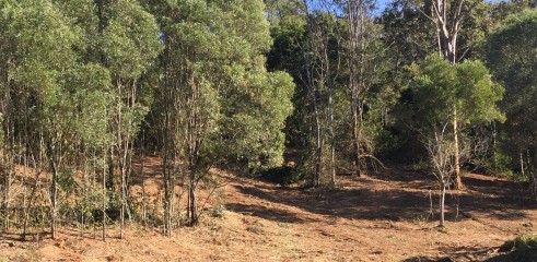  Forestry Mulcher 6