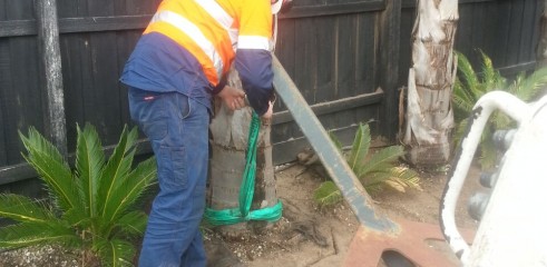Palm tree transplants 2