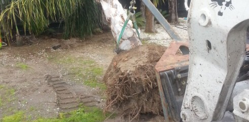 Palm tree transplants 3