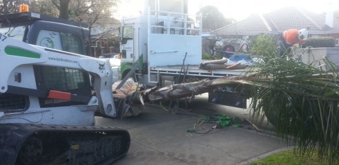 Palm tree transplants 4