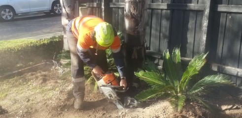 Palm tree transplants 5