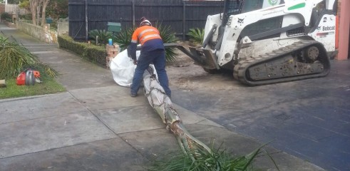 Palm tree transplants 6