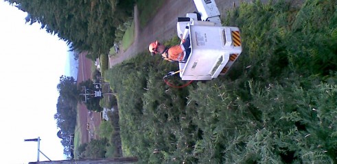 Power line clearing 10