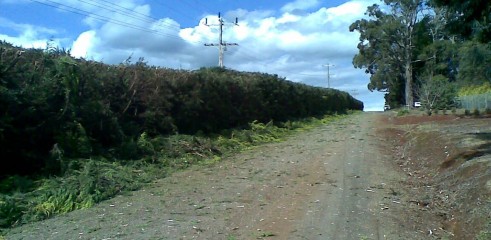Power line clearing 11