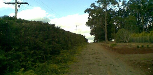 Power line clearing 13