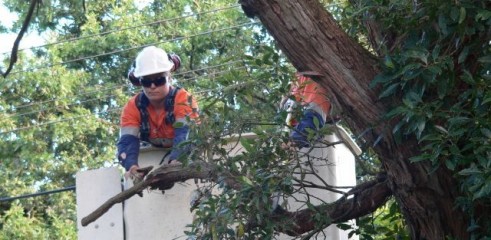 Power line clearing 1