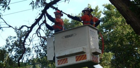 Power line clearing 2