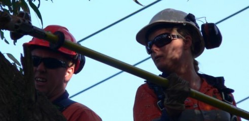 Power line clearing 3