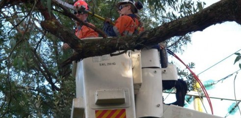 Power line clearing 4