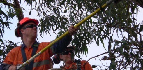 Power line clearing 5