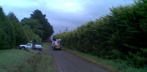 Power line clearing 6