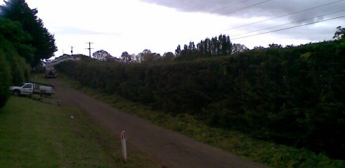 Power line clearing 9