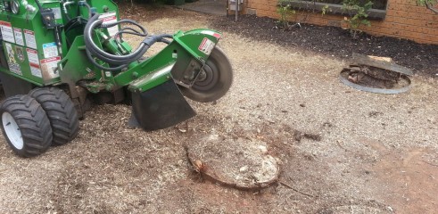 Stump grinding 6