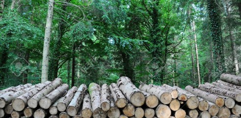 Timber Stacking 1