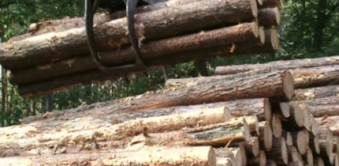 Timber Stacking 2