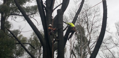 Tree Climbing 1