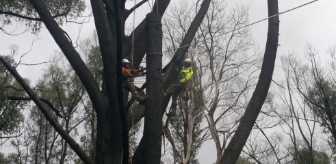 Tree Climbing 2