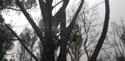 Tree Climbing 3