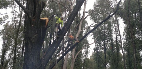 Tree Climbing 5