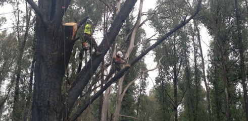 Tree Climbing 6
