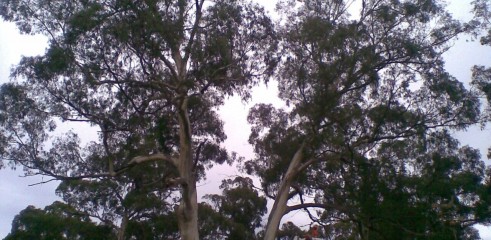 Tree removals and pruning 4