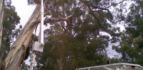 Tree removals and pruning 6
