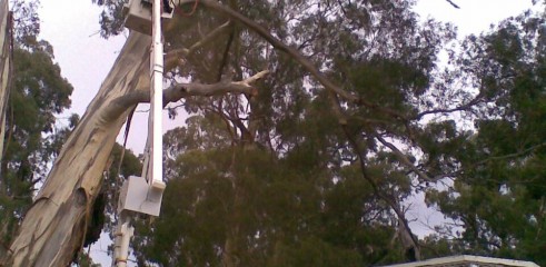 Tree removals and pruning 7