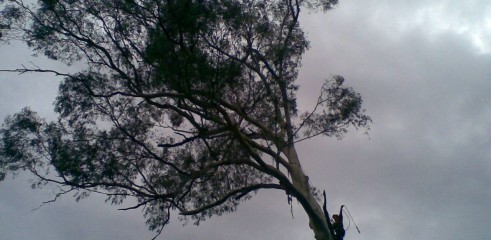 Tree removals and pruning 8