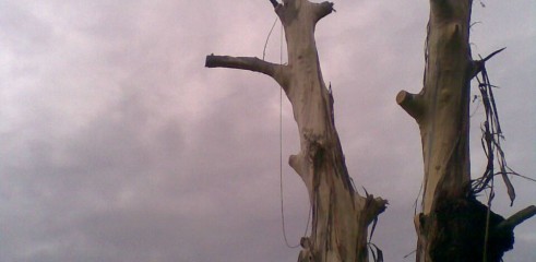Tree removals and pruning 9