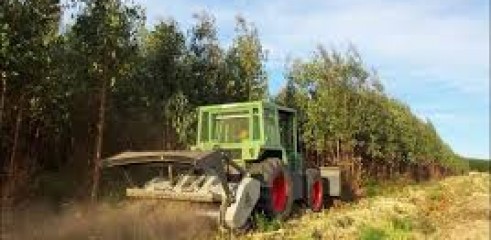 Vegetation Mulching 1