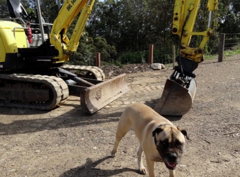 5.5 ton Yanmar Excavator 1