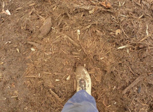 Mulching Tree - Land Clearing 11