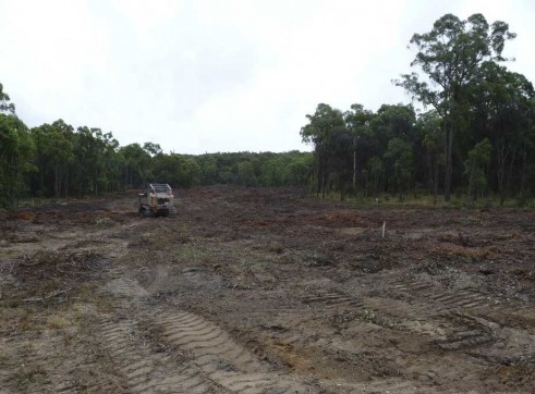 Mulching Tree - Land Clearing 12
