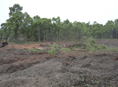 Mulching Tree - Land Clearing 5