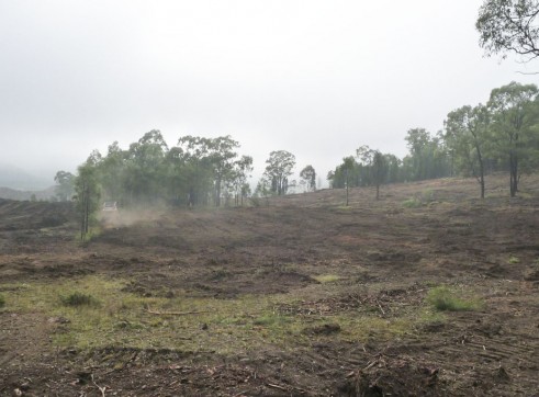 Paddock Clearing