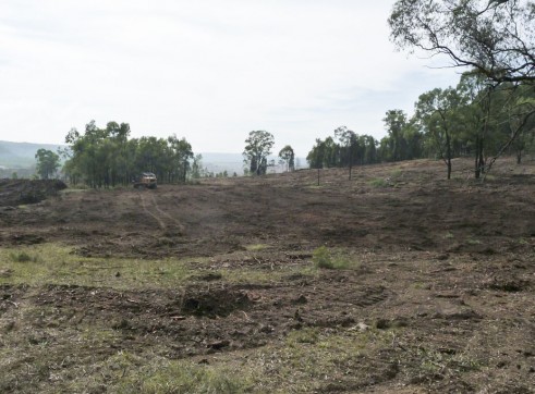 Paddock Clearing 2
