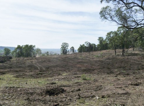 Paddock Clearing 3