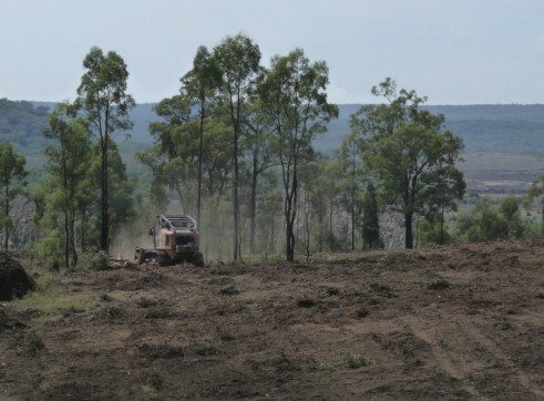 Paddock Clearing 4