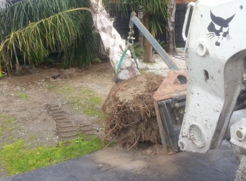Palm tree transplants 3