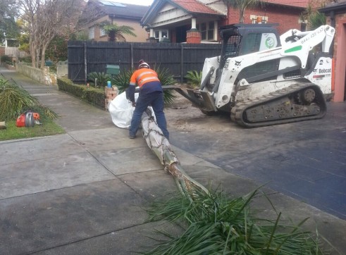 Palm tree transplants 6