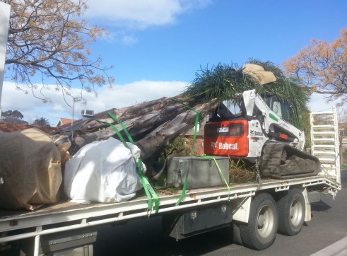 Palm tree transplants 7